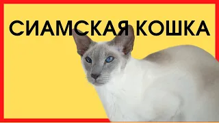 СИАМСКАЯ КОШКА