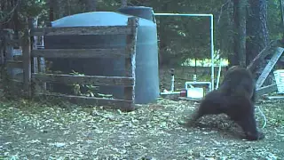 INSTANT KARMA bear gets hit in the nuts for messing with my water tank