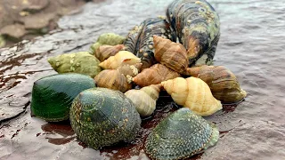 FORAGE and COOK SEAFOOD MINI FEAST - Finding FREE FOOD At The Beach