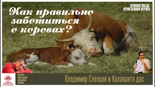 Как правильно заботиться о коровах?