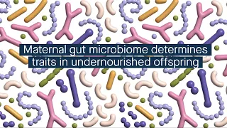 Intergenerational effects on microbiota-mediated traits during undernutrition