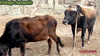 First Morning cow | Village Animals |