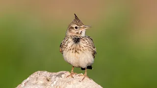 Tepeli Toygar, Crested Lark, Galerida cristata, Konya, #nikond500