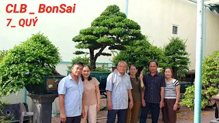 CLB Vườn BonSai Hải Châu " Vip" Giao Lưu Cây Cảnh Bảy Quý Phù Mỹ Bình Định #0964015149