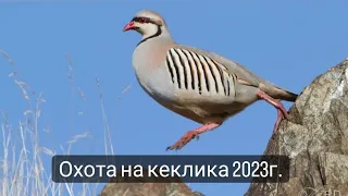 Охота на кеклика, январь 2023г.