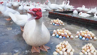 MUSCOVY FARMING | Daily work on the Farm, Harvest egg & feeding Duck