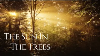 Dan Caine - The Sun In The Trees