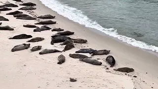 Sea-lions relaxing