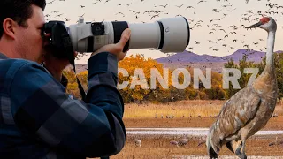 Wildlife Photography With The CANON R7: A Day At Bosque Del Apache