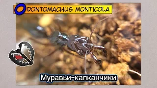 Муравьи-капканчики, заселяем // Odontomachus monticola