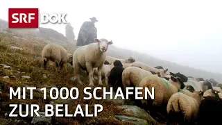 Die Schaftreiber vom Wallis | Kopf und Kragen für 1000 Schafe | Doku | SRF Dok