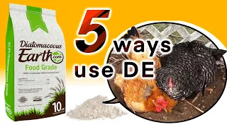 100% NATURAL | 5 WAYS TO USE FOOD GRADE DE (DIATOMACEOUS EARTH) FOR CHICKENS