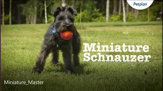 Miniature Schnauzer Dog: Temperament, Lifespan & More | Petplan