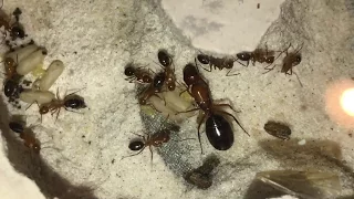 Camponotus decipiens  Update | 14 workers