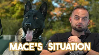 The Mace Situation - Crazy Dutch Shepherd 😱