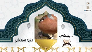 سورة الملك | ياسر الزيلعي Surah Al Mulk | Yasser Al Zailay