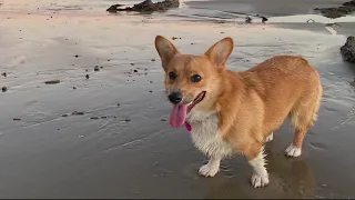 Dog owner grieves the loss of her pet after deadly District Dogs flood