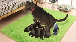 Our Chocolate Labrador Retriever Gives Birth To 7 Cute Puppies