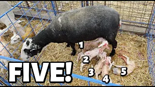 And FIVE more makes EIGHT LAMBS for this mama ...in under a YEAR!! | Vlog 700