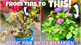 REVIVE a WILTED HYDRANGEA using a garbage bag! with updates 👍🌺🌸🌼