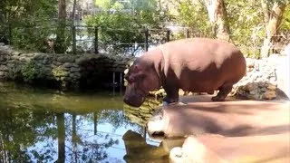 HIPPO FARTS, POOPS AND SPLATTERS DIARRHEA