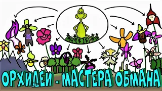 ОРХИДЕИ: МАСТЕРА ЛЖИ, ОБМАНА и ВОРОВСТВА! ЭВОЛЮЦИЯ ОРХИДЕЙ!