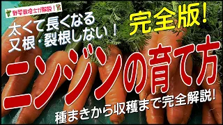 ニンジンの上手な育て方（種まきから収穫まで完全解説）人参栽培方法のコツとポイントを掴める！