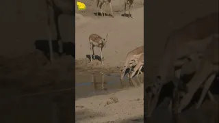 Crocodile Attacks Impala Unnoticed