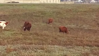 Я пасу коров🐃🐃👍👍👍👍🐂🐂