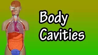 Body Cavities - Body Cavity Anatomy - Major Body Cavities