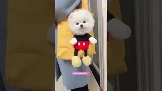 Funny and Cute Dog Pomeranian  ❣️😀 //  Cute and Funny Pomeranian Videos #50 🥰 #shorts #shortsfeed