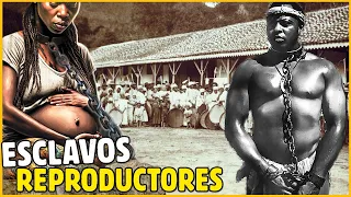 SECRETOS REVELADOS DE LOS ESCLAVOS REPRODUCTORES AFRICANOS