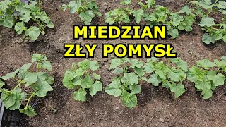 Miedzian na Pomidory i Ogórki? ZŁY POMYSŁ Latem. Kiedy pryskać Miedzianem. Oprysk na Pomidory Ogórki