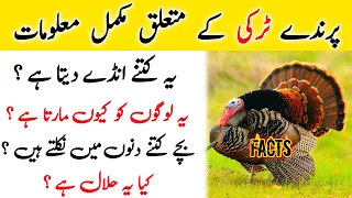 Complete information about Turkey bird  ( peru ) 🦃|| how many eggs lay turkey bird female