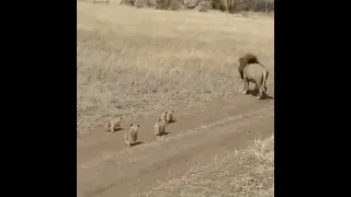 Лев шарахается от своих детёнышей