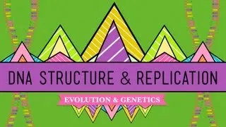 DNA Structure and Replication: Crash Course Biology #10