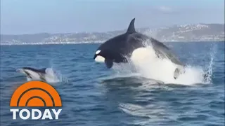 Whale watches get rare orca pod sighting off California coast