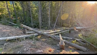 Living off grid, harvesting and processing trees to build a cabin