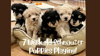 7 Week old Schnauzer Puppies Playing