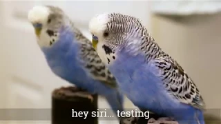 Pixel the parakeet talks to the mirror [UHD 4K]