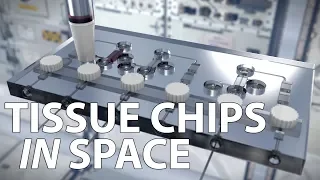 Tissue Chips In Space