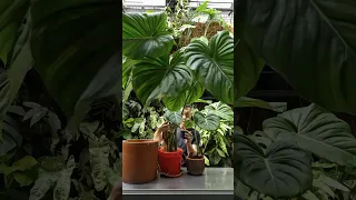 Propagating a Giant Philodendron McDowell in Soil and Water - With Updates!