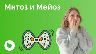 Митоз и Мейоз