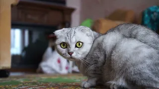 funny cats video