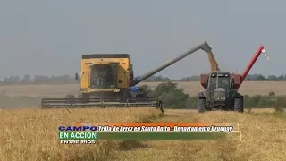 Trilla de Arroz en Santa Anita - Nicolas Spinelli