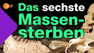 Wie wir das sechste Massensterben aufhalten können | Terra X plus