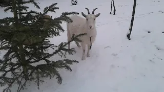 Козы гуляют по снегу и едят елку!