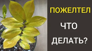 ЖЕЛТЕЮТ ЛИСТЬЯ у замиокулькаса, сохнут и опадают.?ПОЧЕМУ? Что делать?