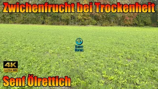 Bio Zwischenfrucht wie ist sie geworden? Senf und Ölrettich Gemisch nach Lupine und Roggen