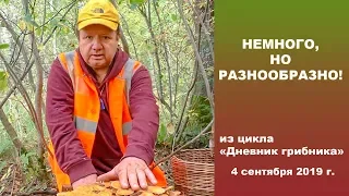 Немного, но разнообразно! Дневник грибника 4 сентября 2019 года.